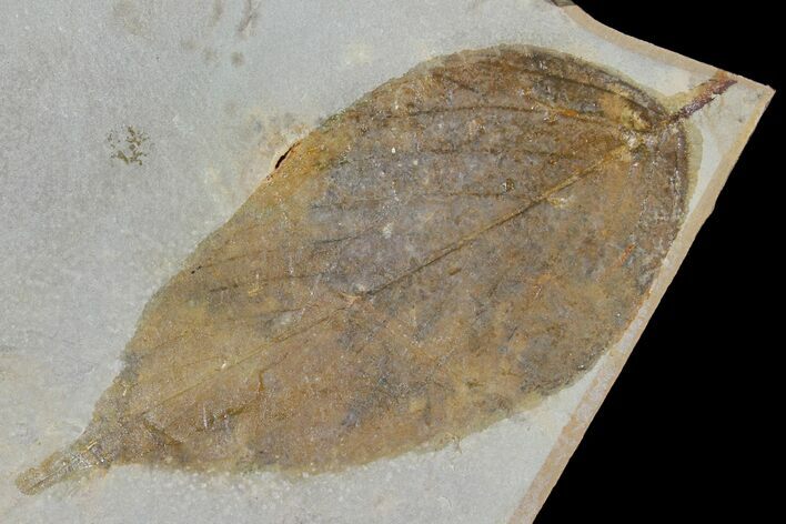 Fossil Hackberry (Celtis) Leaf - Montana #120829